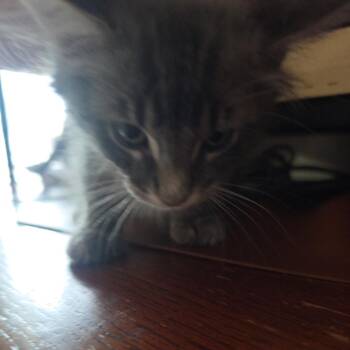 Junior -  Domestic Short Hair Cat for Adoption in Grantsville, Utah - Junior | PetCurious