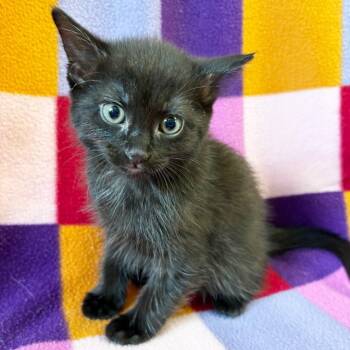 Cake -  Domestic Short Hair Cat for Adoption in Mt. Juliet, Tennessee - Cake | PetCurious