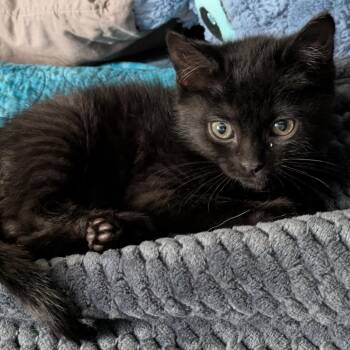 Domestic Short Hair Cats Available for Adoption in Buffalo, Minnesota - Cher | PetCurious