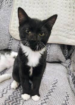 7830 Oswald -  Domestic Short Hair Cat for Adoption in Hartwell, Georgia - 7830 Oswald | PetCurious