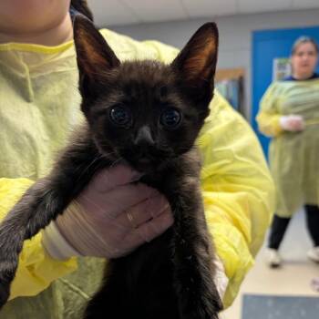 Domestic Short Hair Cats Available for Adoption - Linus | PetCurious