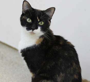 Calico Cats Available for Adoption in Westbrook, Connecticut - Boots | PetCurious