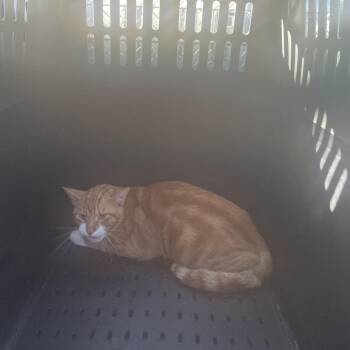 BRAZ-Stray-138110 -  Domestic Short Hair Cat for Adoption in Lake Jackson, Texas - BRAZ-Stray-138110 | PetCurious