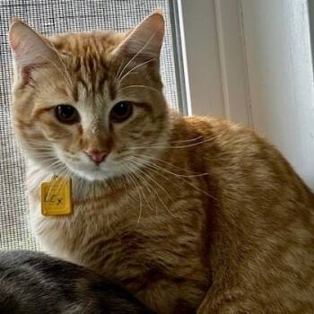 Tabby Cats Available for Adoption - Lucius - Shy Big Guy | PetCurious