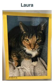 Laura -  Domestic Short Hair Cat for Adoption in Richland Center, Wisconsin - Laura | PetCurious
