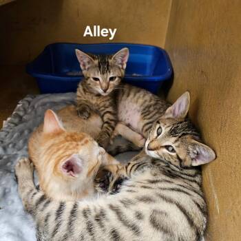 Alley -  Domestic Short Hair Cat for Adoption in Spokane, Washington - Alley | PetCurious