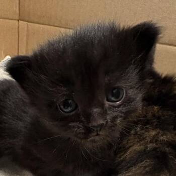 Jazz -  Domestic Medium Hair Cat for Adoption in Winchester, Virginia - Jazz | PetCurious