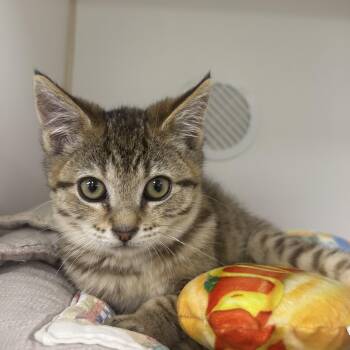 Butterball -  Domestic Short Hair Cat for Adoption in Reisterstown, Maryland - Butterball | PetCurious