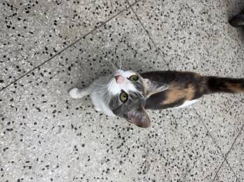 Mary Jane -  Domestic Short Hair Cat Available for Adoption in Columbus, Ohio - Mary Jane | PetCurious