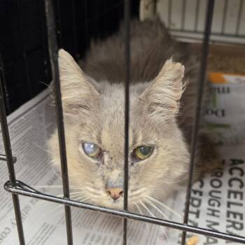 Grandpa Ben -  Domestic Medium Hair Cat for Adoption in Canton, North Carolina - Grandpa Ben | PetCurious