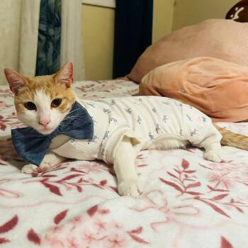 Domestic Short Hair Cats Available for Adoption in Long Beach, California - Claude | PetCurious