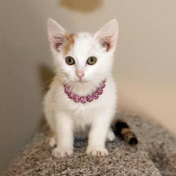 Saturday -  Domestic Medium Hair Cat for Adoption in Fairway, Kansas - Saturday | PetCurious