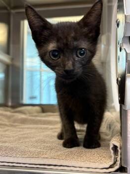 THELMA -  Domestic Short Hair Cat for Adoption in Pearland, Texas - THELMA | PetCurious