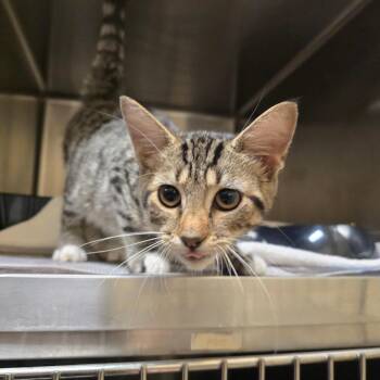 Ivy -  Domestic Short Hair Cat for Adoption in Waldorf, Maryland - Ivy | PetCurious