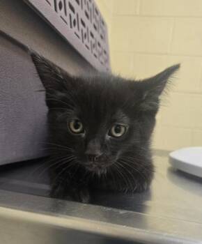 Domestic Short Hair Cats Available for Adoption in Westland, Michigan - Milkshake | PetCurious