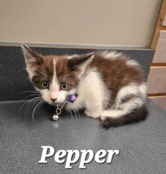 Pepper -  Domestic Short Hair Cat for Adoption in Sidney, Ohio - Pepper | PetCurious