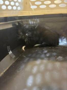 Chopper -  Domestic Long Hair and Domestic Short Hair Cat for Adoption in Longmont, Colorado - Chopper | PetCurious