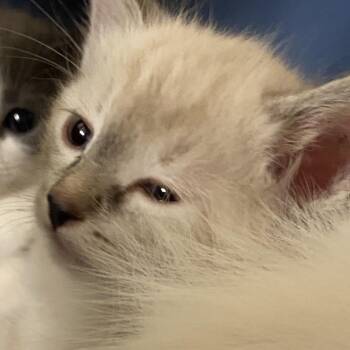 Toad -  Domestic Short Hair Cat for Adoption in Reno, Nevada - Toad | PetCurious
