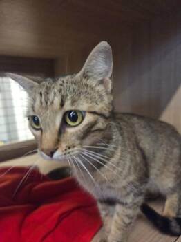 Tiana -  Domestic Short Hair Cat for Adoption in Bossier City, Louisiana - Tiana | PetCurious