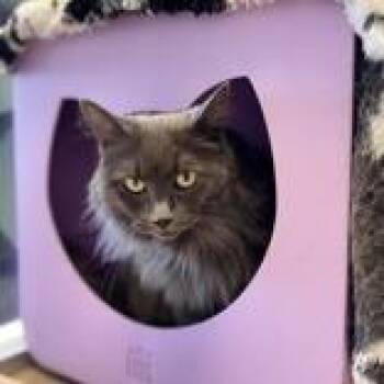 Cali -  Domestic Medium Hair Cat for Adoption in Lakewood, Colorado - Cali | PetCurious