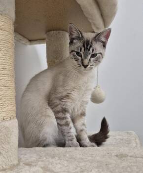 Brady -  Domestic Short Hair Cat for Adoption in South Bend, Indiana - Brady | PetCurious