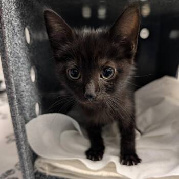 Dani -  Domestic Short Hair Cat for Adoption in Greenville, South Carolina - Dani | PetCurious