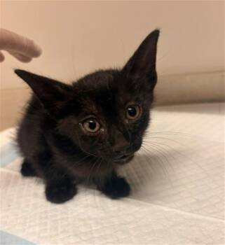 VINCENT -  Domestic Short Hair Cat for Adoption in Baytown, Texas - VINCENT | PetCurious