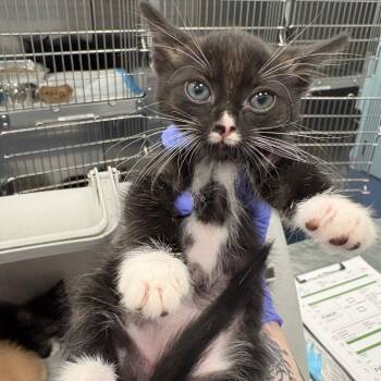 Ken -  Domestic Short Hair Cat for Adoption in Greensboro, North Carolina - Ken | PetCurious