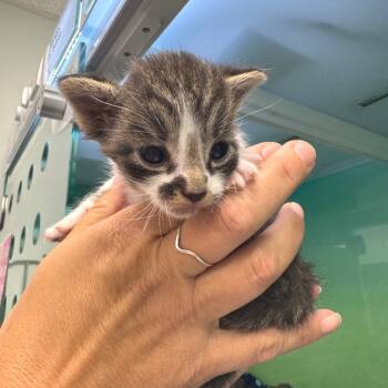 Rescue Domestic Short Hair Cats for Adoption in Zimmerman, Minnesota - S'mores | PetCurious