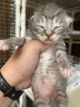 Kitten 27752 (Yosemite) -  Tabby Cat for Adoption in Parlier, California - Kitten 27752 (Yosemite) | PetCurious