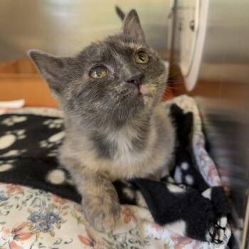 Spider Monkey -  Domestic Short Hair Cat for Adoption in Richmond, Virginia - Spider Monkey | PetCurious