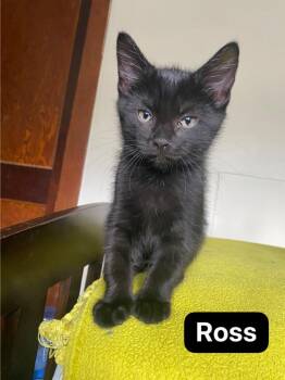Ross -  Domestic Short Hair Cat for Adoption in Johnson City, Tennessee - Ross | PetCurious