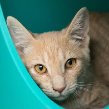 Spongebob -  Domestic Short Hair Cat for Adoption in Middletown, Rhode Island - Spongebob | PetCurious