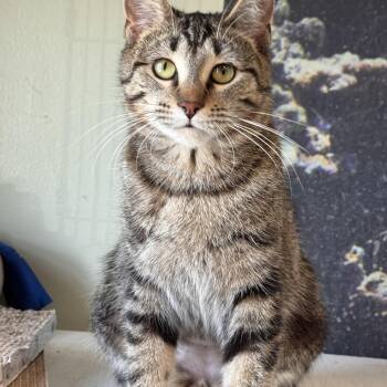 Domestic Short Hair Cats Available for Adoption in Mokena, Illinois - Gaia | PetCurious