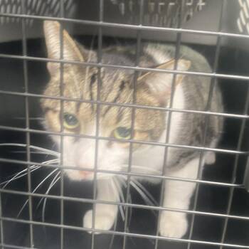 Domestic Short Hair Cats Available for Adoption - Max | PetCurious