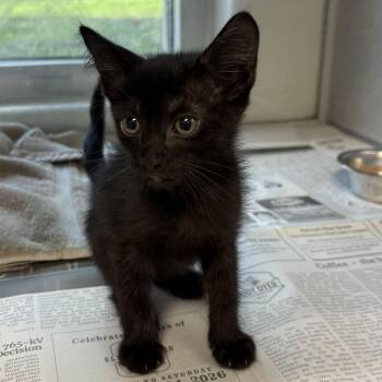 Briar -  Domestic Short Hair Cat for Adoption in San Antonio, Texas - Briar | PetCurious