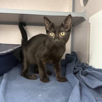 Rhyme -  Domestic Short Hair Cat for Adoption in Evansville, Indiana - Rhyme | PetCurious