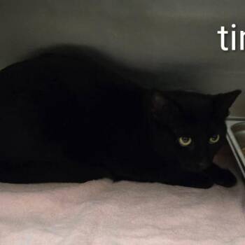 Domestic Short Hair Cats Available for Adoption - Sloane | PetCurious