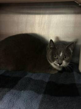 Domestic Short Hair Cats Available for Adoption - Adele | PetCurious