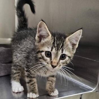Domestic Short Hair Cats Available for Adoption in Schenectady, New York - Toggle (blue Collar) | PetCurious