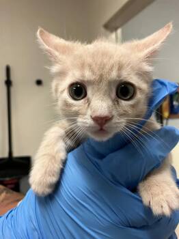 CHAD -  Domestic Short Hair Cat for Adoption in Long Beach, California - CHAD | PetCurious