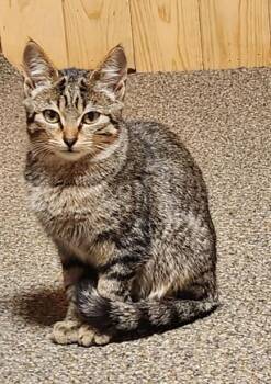 Rescue Domestic Short Hair Cats for Adoption - Oliver 0525 | PetCurious