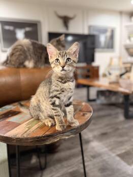 Harley Quinn -  Domestic Short Hair Cat for Adoption in North Richland Hills, Texas - Harley Quinn | PetCurious