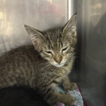 Tiger -  Domestic Short Hair Cat for Adoption in Sunrise, Florida - Tiger | PetCurious