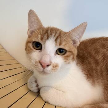 Mammoth -  Domestic Short Hair Cat for Adoption in Bellmawr, New Jersey - Mammoth | PetCurious