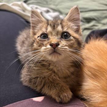 Pumpernickel -  Domestic Short Hair Cat for Adoption in Bristol, Indiana - Pumpernickel | PetCurious
