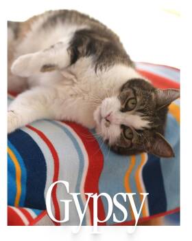 Rescue Domestic Short Hair Cats for Adoption in Desert Hot Springs, California - Gypsy | PetCurious