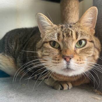 Domestic Short Hair Cats Available for Adoption in Fort Worth, Texas - Anastasia | PetCurious