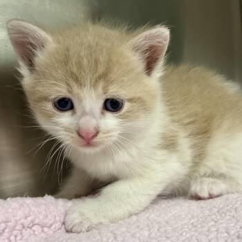 Domestic Short Hair Cats Available for Adoption in Saint Joseph, Missouri - Leonard | PetCurious