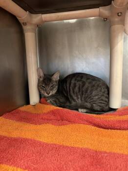 Domestic Short Hair Cats Available for Adoption in Houston, Texas - VEN | PetCurious